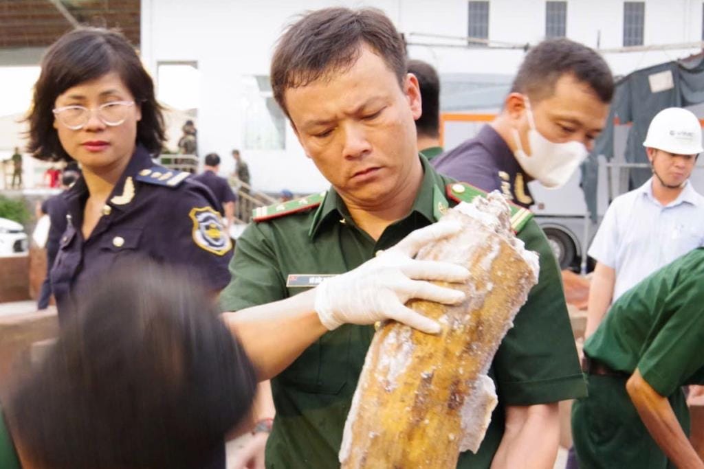 越南查获逾200根象牙，藏匿于从非洲走私进口的锯材中