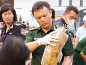 越南查获逾200根象牙,藏匿于从非洲走私进口的锯材中