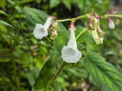 好消息！全球发现两种新植物——"坤帕沃白铃花"与"西阿努散紫铃花"