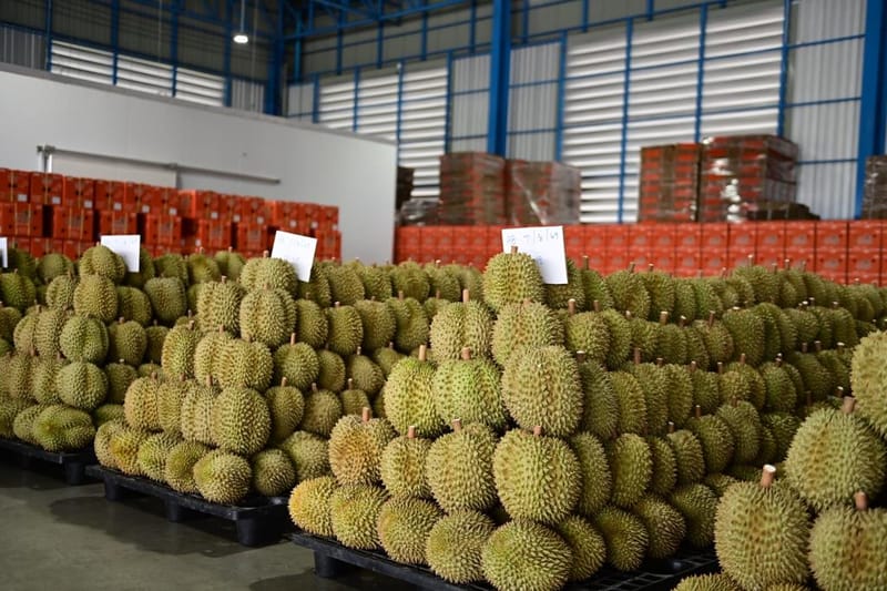 7个月榴莲出口量突破111万吨、价值1272亿泰铢，尽管产量增加、成本高企、竞争对手抢占市场