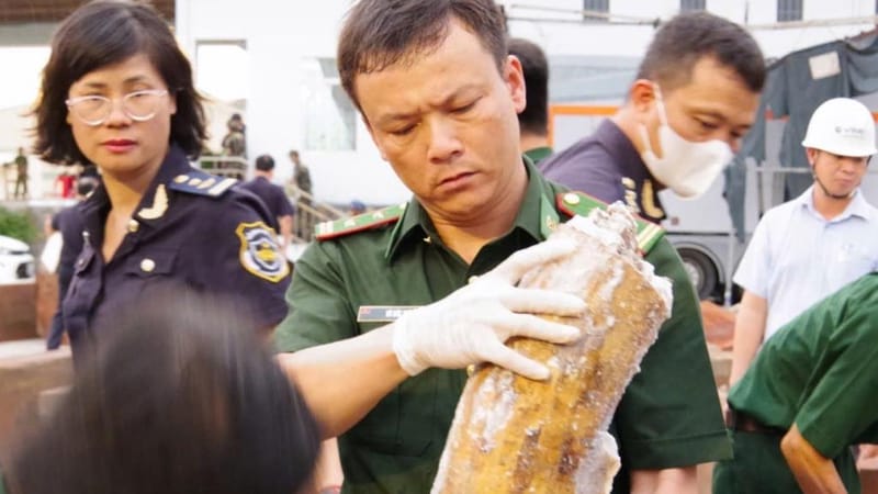 越南查获逾200根象牙，藏匿于从非洲走私进口的锯材中